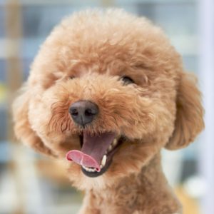 Mittelgrosse Hunde