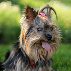Kleine Hunde